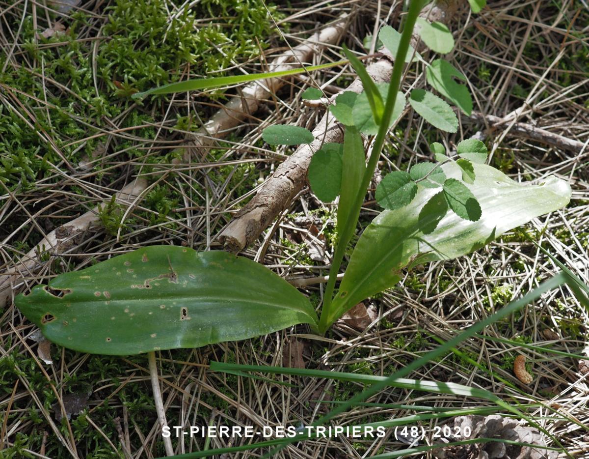 Orchid, Lesser Butterfly leaf